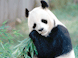 Chengdu tours