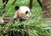 Chengdu Travel Guide